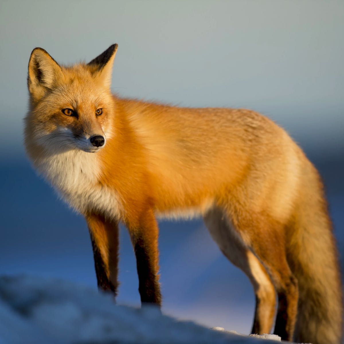 a fox